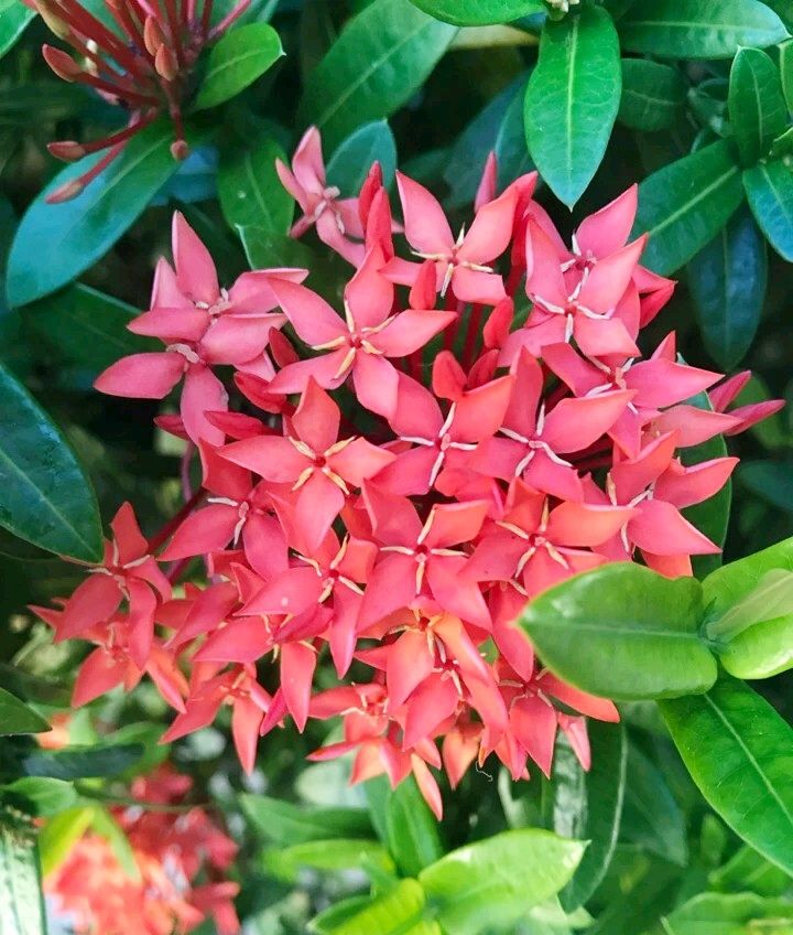 美丽的花让人赏心悦目 心情愉悦 美丽的花让人赏心悦目 心情愉悦