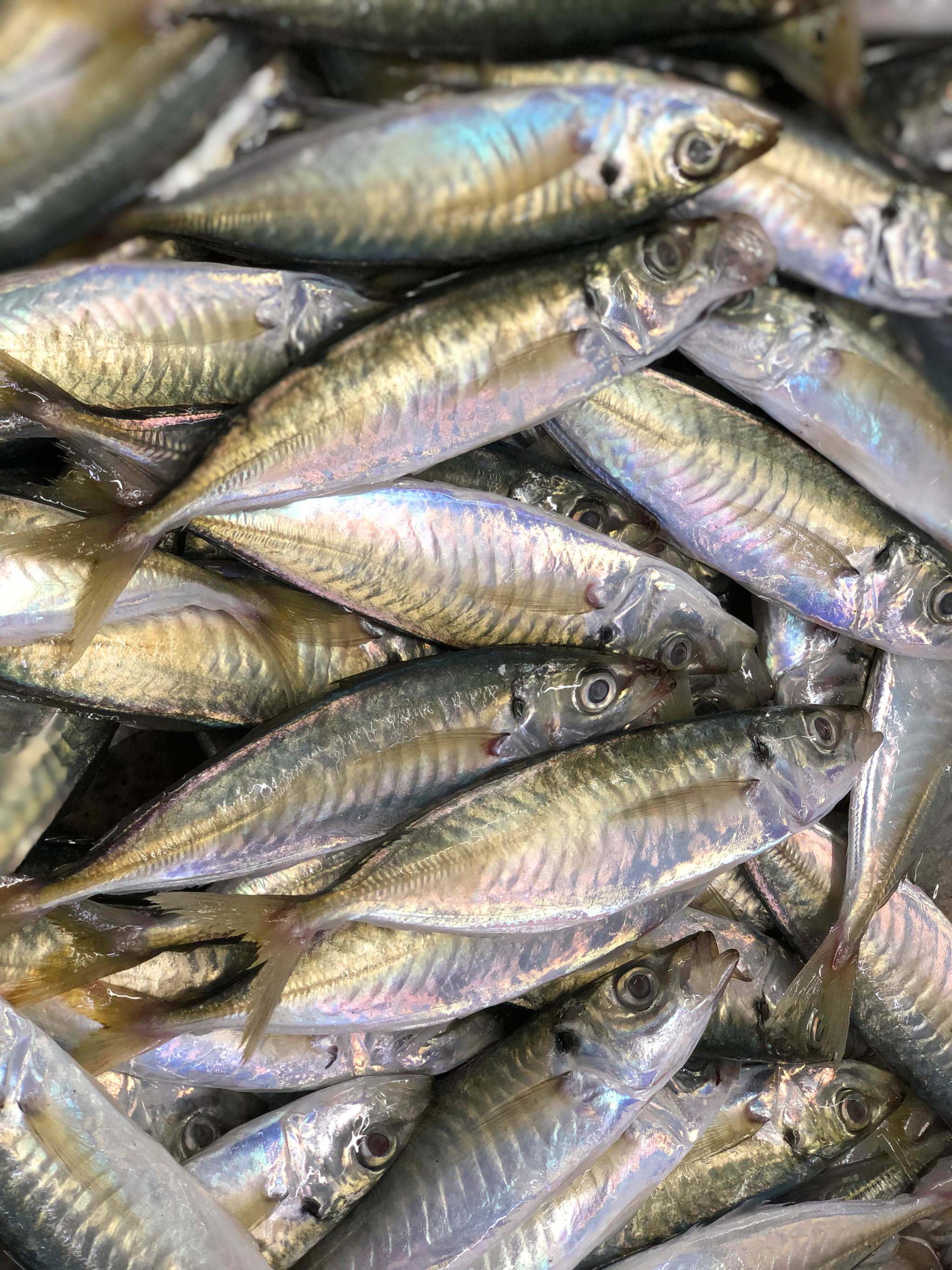 广东人不喜欢吃的巴浪鱼有人却把它变成零食小吃有何不一样