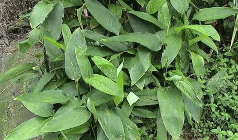 农村一种植物,果实"深藏不漏",农家人其实为一道美食