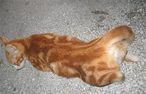 为什么家猫躺地上打滚还叫得很痛苦的样子看了你就知道