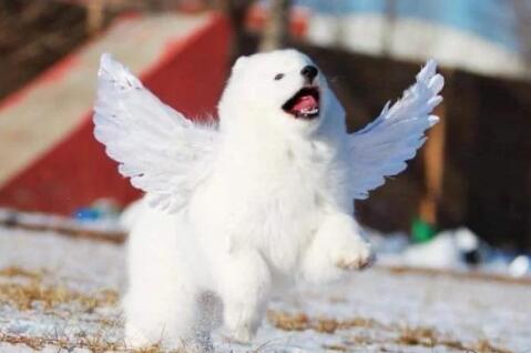 天使下凡小萨摩装上翅膀超开心雪地狂奔炫耀你看偶会飞