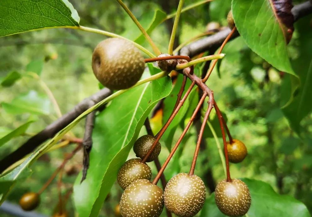 潮汕稀有梨树,梨子只有山楂大,腌上一个月才能吃,爽口多汁|糖梨|梨树