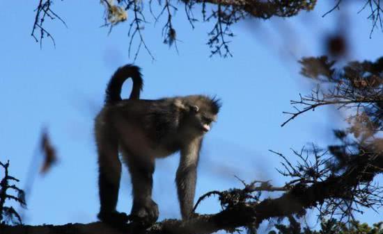 在香格里拉,有这样一群"国宝级"雪域精灵|精灵|滇金丝猴|香格里拉