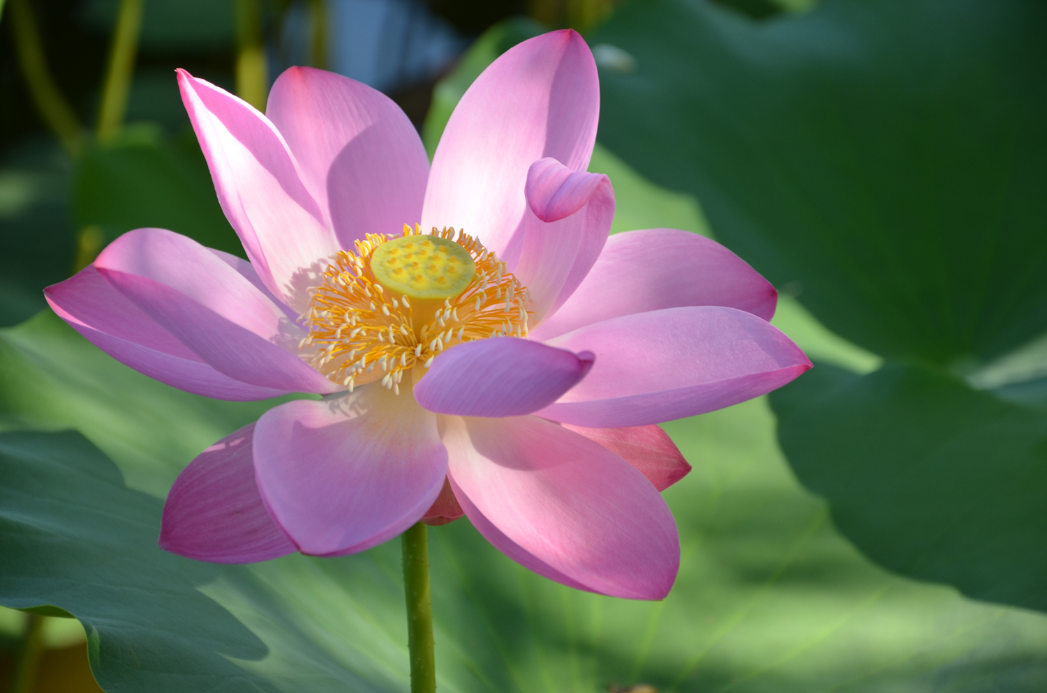 美丽的荷花,原创摄影