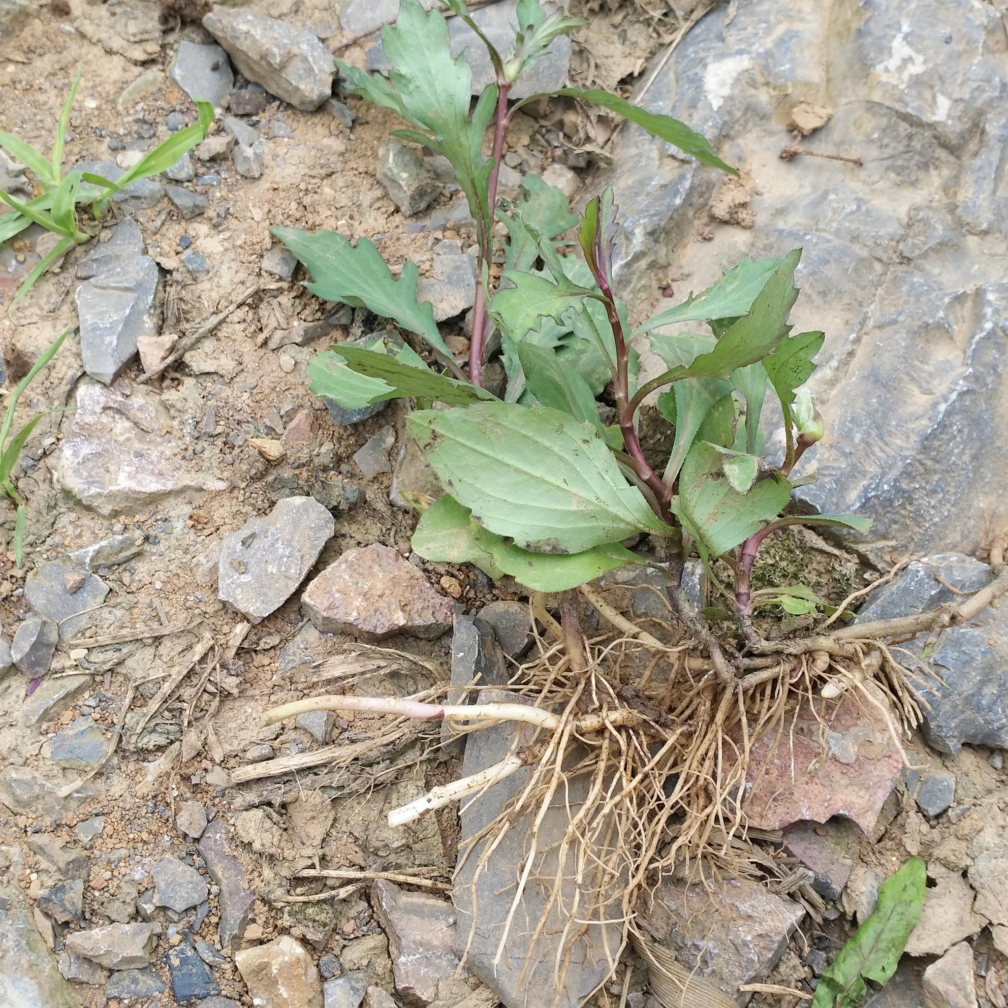 专治小儿积食感冒发热的野草农村遍地都是农村却欲除而快之