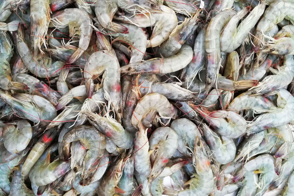 还有一天就过大年了 菜市场海鲜价格上涨很快 29后就歇业了|海鲜|菜市