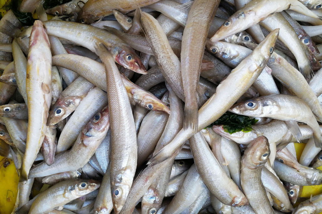 春季青岛鲜鲅鱼价格高昂是否老丈人推高不好说螃蟹也不便宜