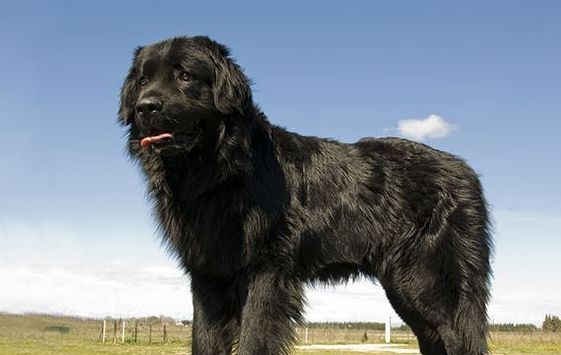纽芬兰犬原产加拿大东海岸纽芬兰岛,虽然属于大型犬,但性情温和