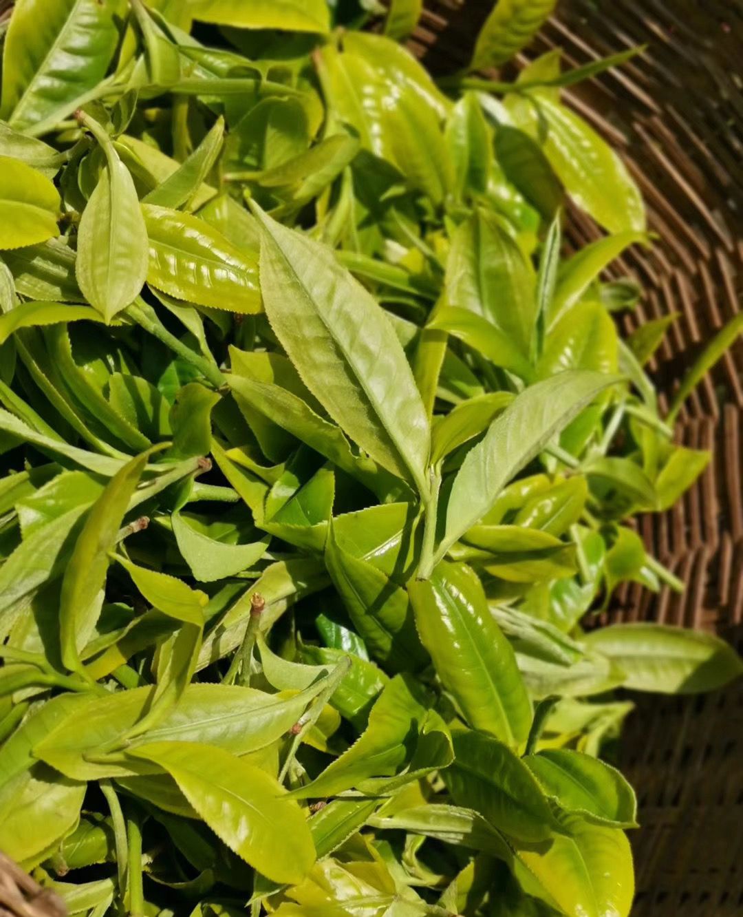 茶农阿浩的茶园生活|阿浩|茶农|茶叶_新浪新闻