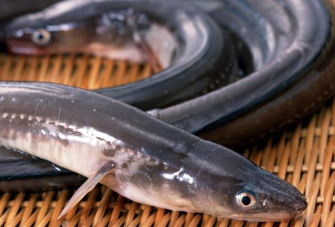 有人说无鳞鱼少吃有啥科学依据