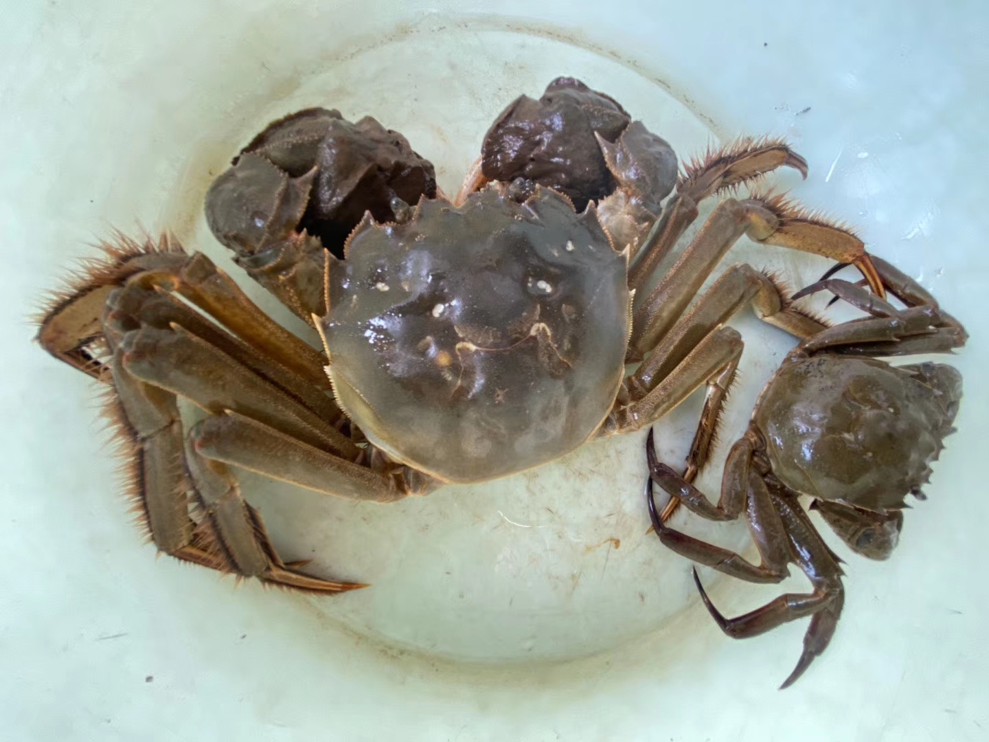 5两公蟹20元一只,为什么你卖的这么贵?今天我终于找到答案了