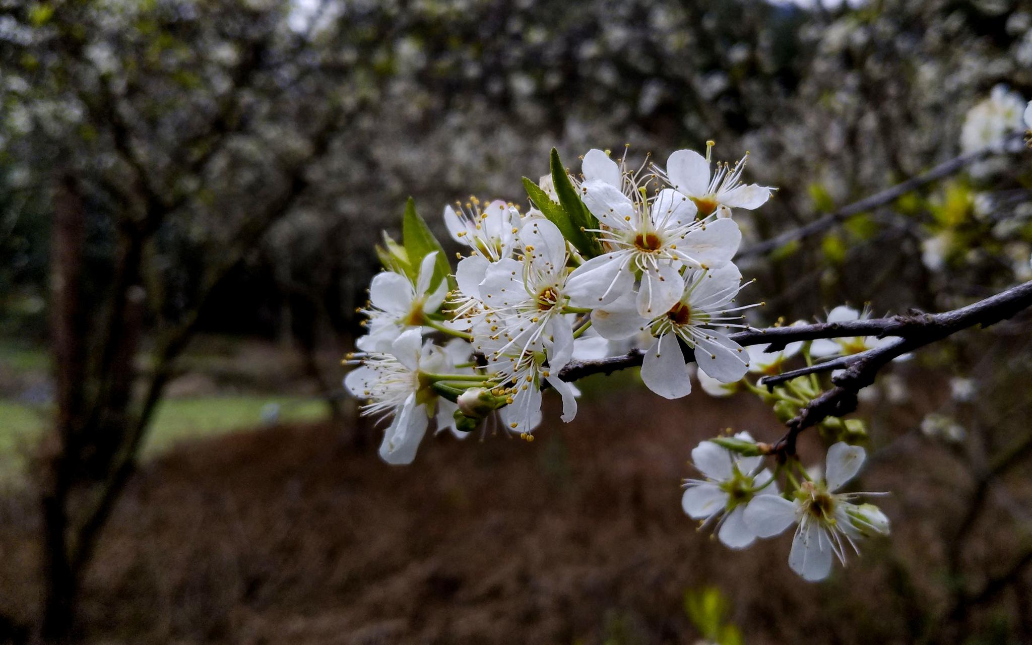 立春虽未到,南方春满园,桃花李花竞相开放,过年边赏花边回家