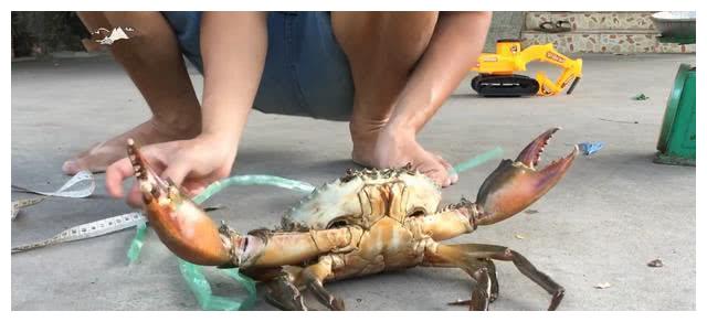 越南的螃蟹真大一个就有2斤重,力气还大,一钳子就把黄瓜夹断!