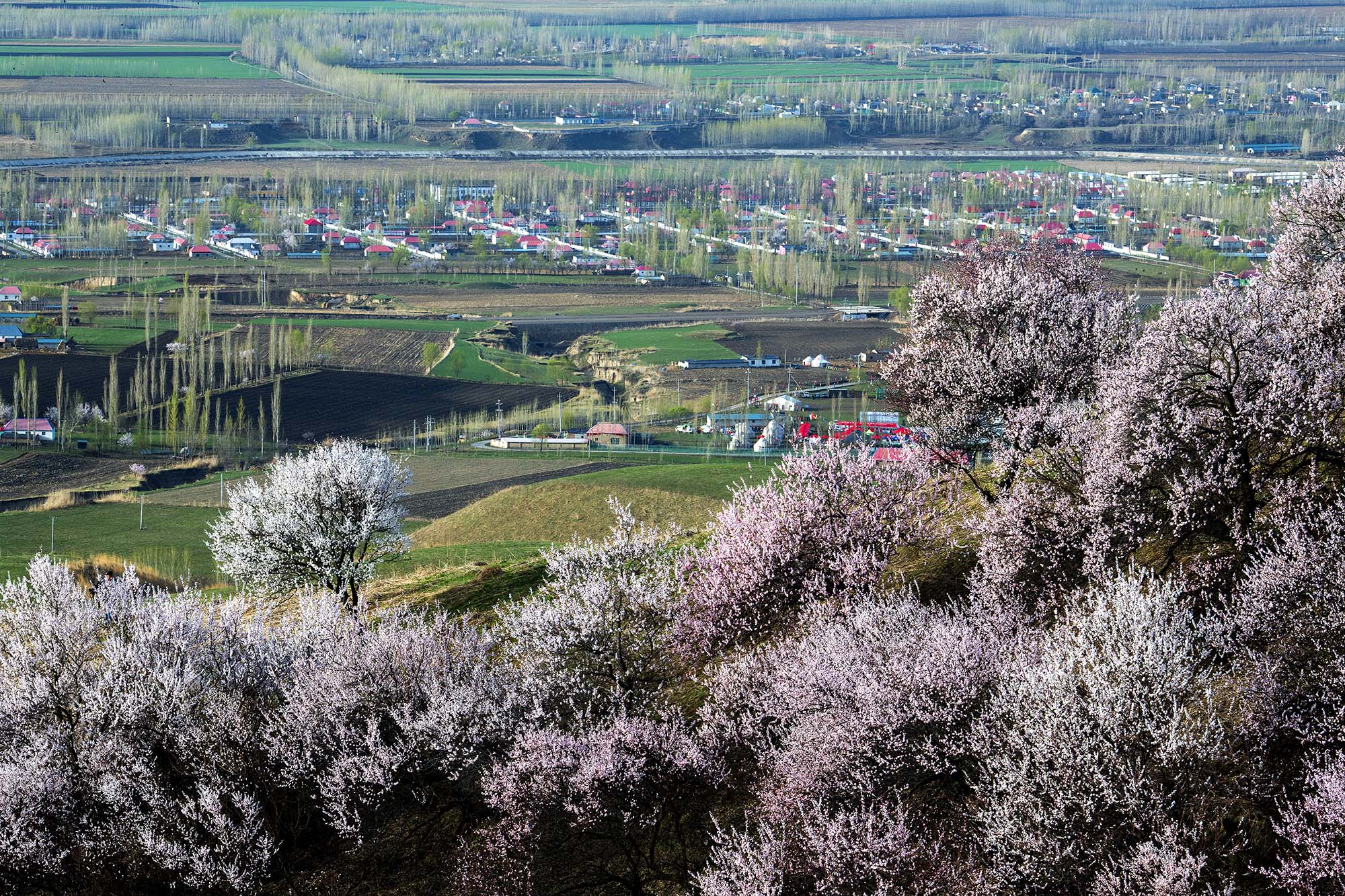 新疆新源县吐尔根乡天然野生杏花迎春怒放姹紫嫣红