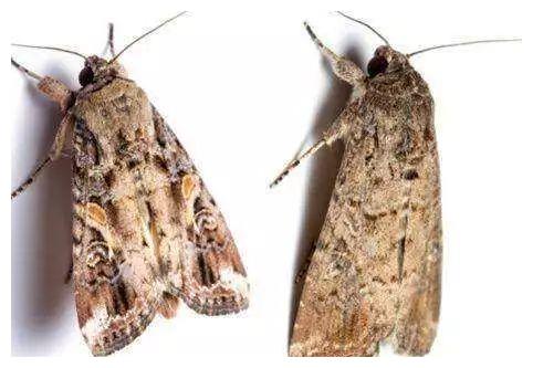 虫子变蛾子是什么进化原理_白色的蛾子是什么品种(3)