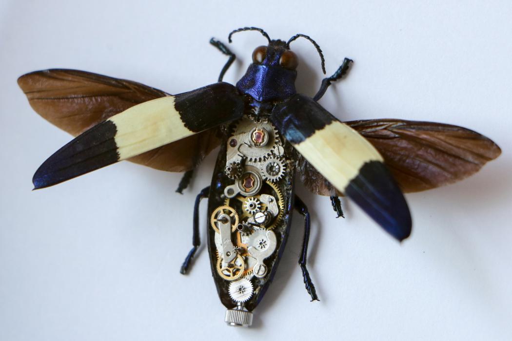 一只虫子尸体卖1600元 90后小伙用机械让昆虫标本重新活起来