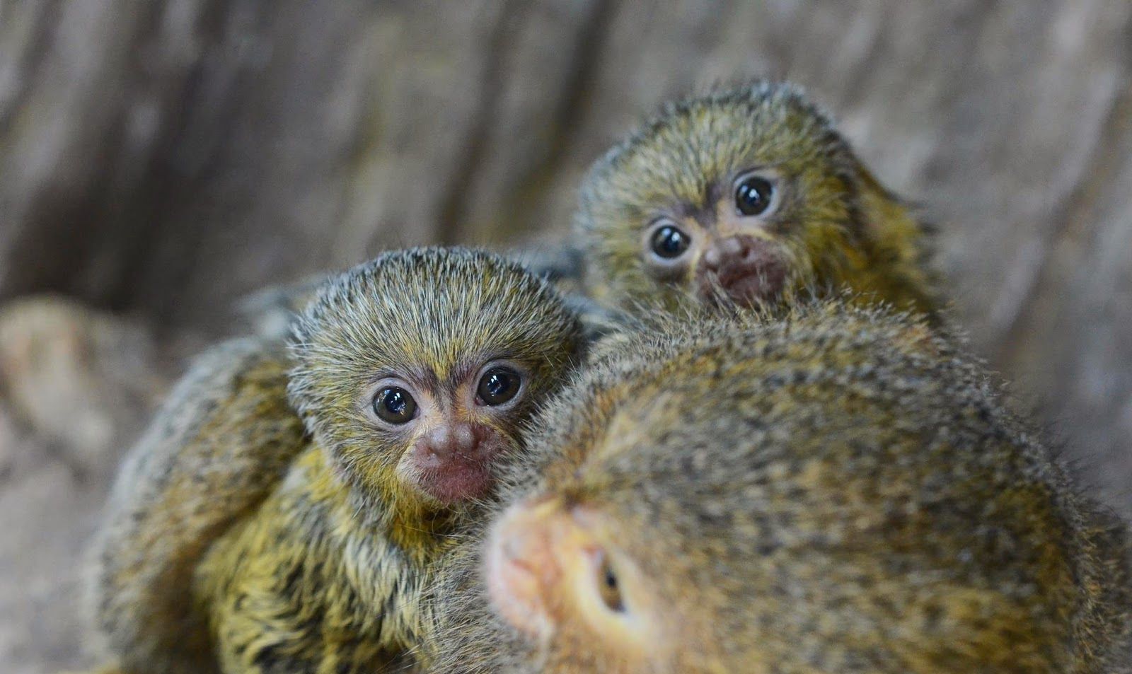 世上最小的猴子 南美洲树林间蹿跳自如 人们称它为“松鼠猴”|狨|松鼠猴|蹿跳_新浪新闻