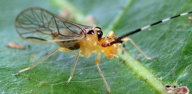 这个也是一种啮虫(有翅型)(图片来自网络) 这种啮虫个头稍大,一般多