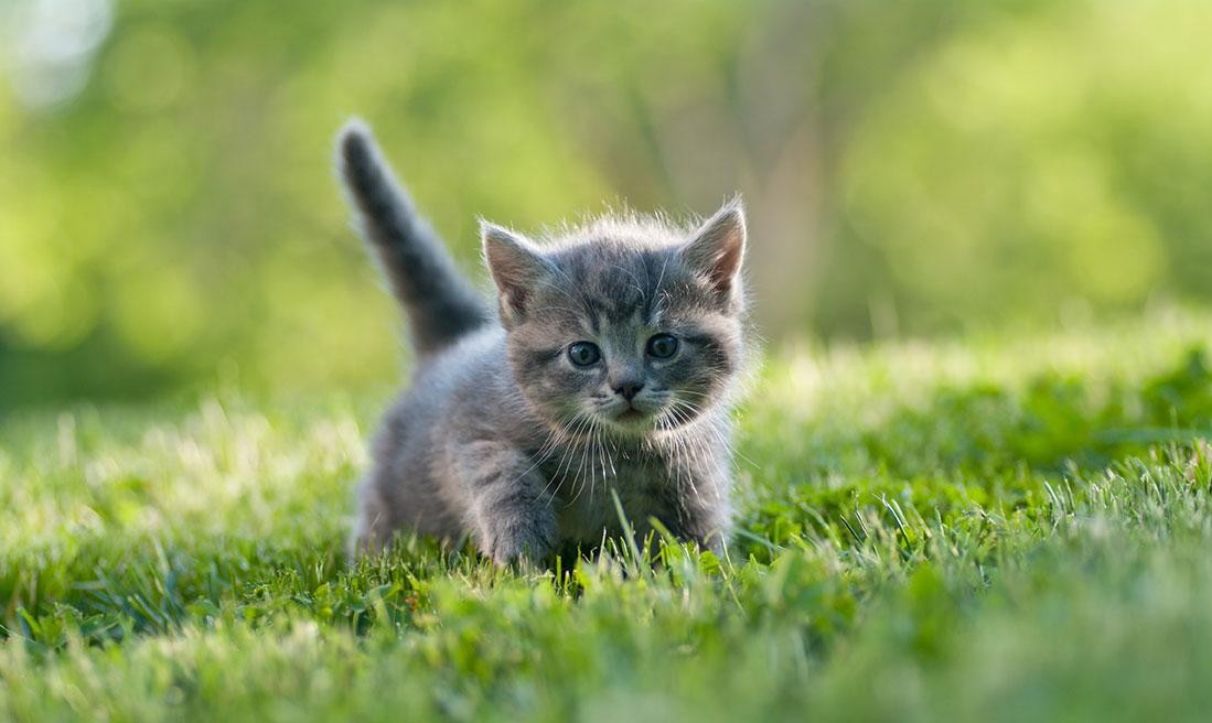 关于猫的冷知识, 野猫怎么狩猎? 怎么在户外生存的?