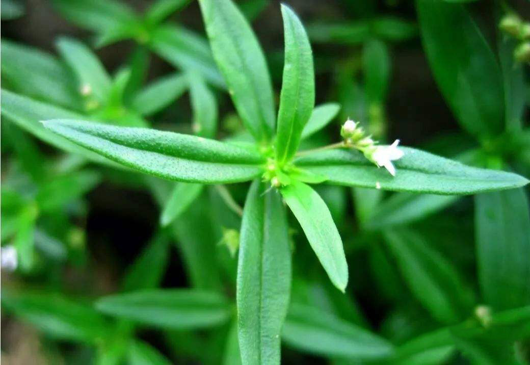 灯笼草之外,还有车前草,叶下红(叶底红),鸭舌草,白花蟛蜞草,牛契埔,蚶