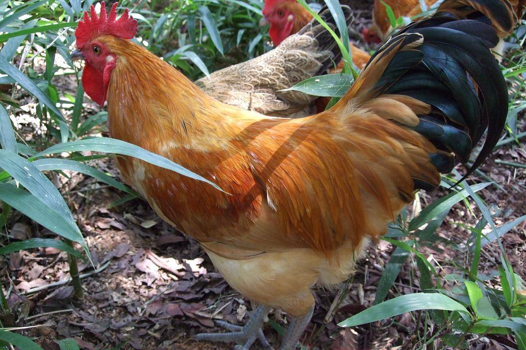 七岁那年,养了一只小公鸡,因为一颗蛋成了我多年的宠物!|小公鸡|生蛋|