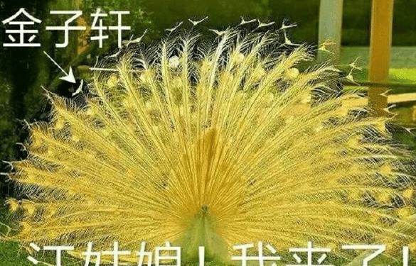 金子轩为什么会被叫做"金孔雀"?