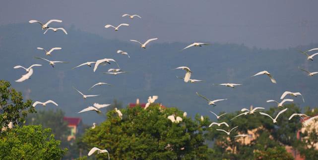 江西吉安生态田里的风景很好白鹭可以在水边自由游玩