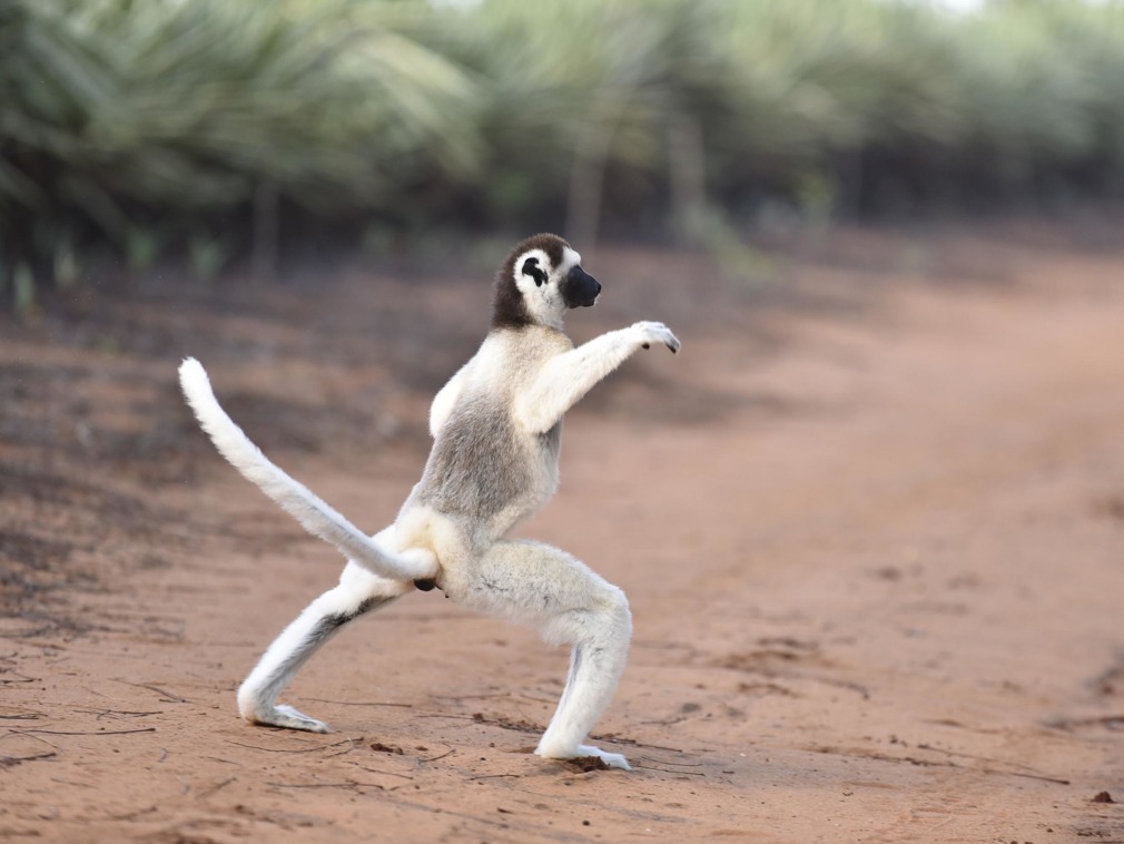 逆天了这只戏精狐猴走路姿态像跳舞