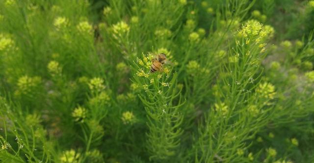 春季麦田有很多也是的米米蒿,米米蒿怎么制作成菜肴食用呢