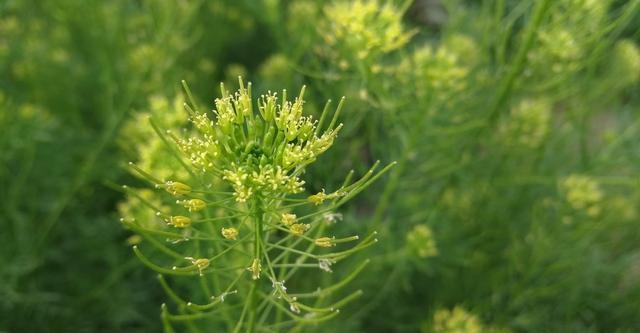 春季麦田有很多也是的米米蒿,米米蒿怎么制作成菜肴食用呢