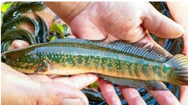 这种鱼很像黑鱼,以前敢吃的人很少,如今1斤80元,钓友:吃不起