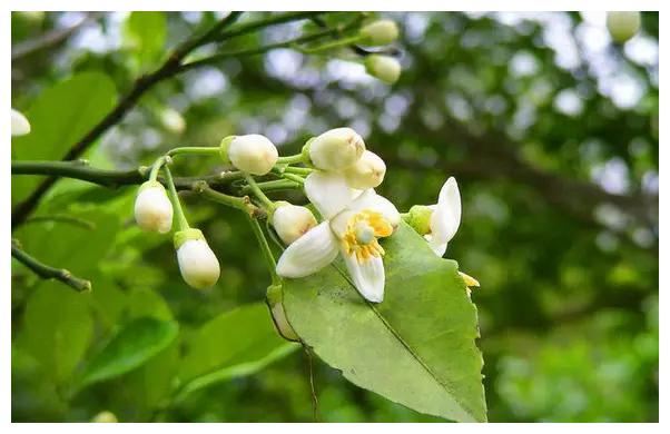 ▼山竹花.▼非常艳丽的杨桃花▼原来香蕉也是开花结果.