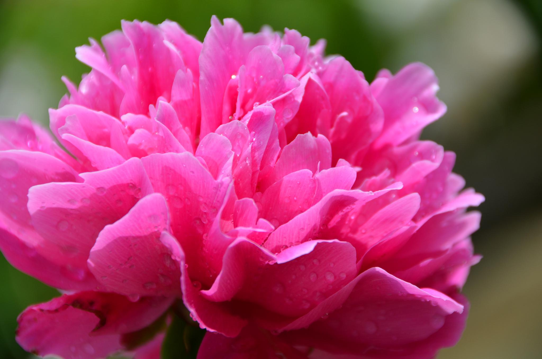 大朵的芍药花,原创拍摄