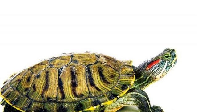 怎么挑巴西龟巴西龟怎么养|巴西龟|乌龟|龟_新浪新闻