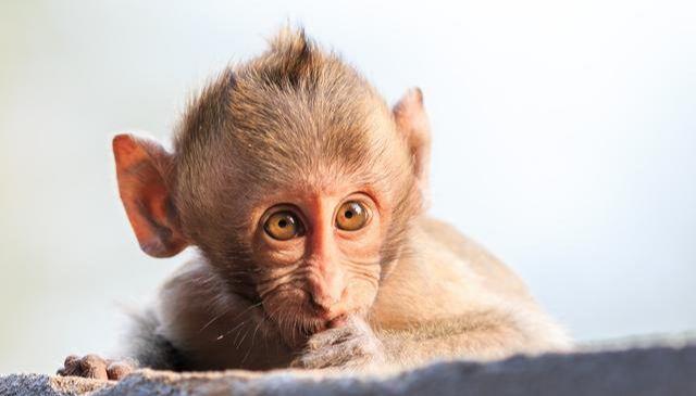 天上土猴地上金猴生肖猴的后半辈子