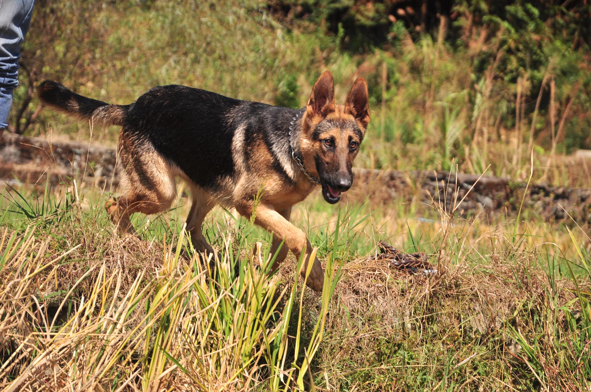 昆明犬十个月啦,90后铲屎官带着开始加强训练,看看猛不猛啊_高清图集