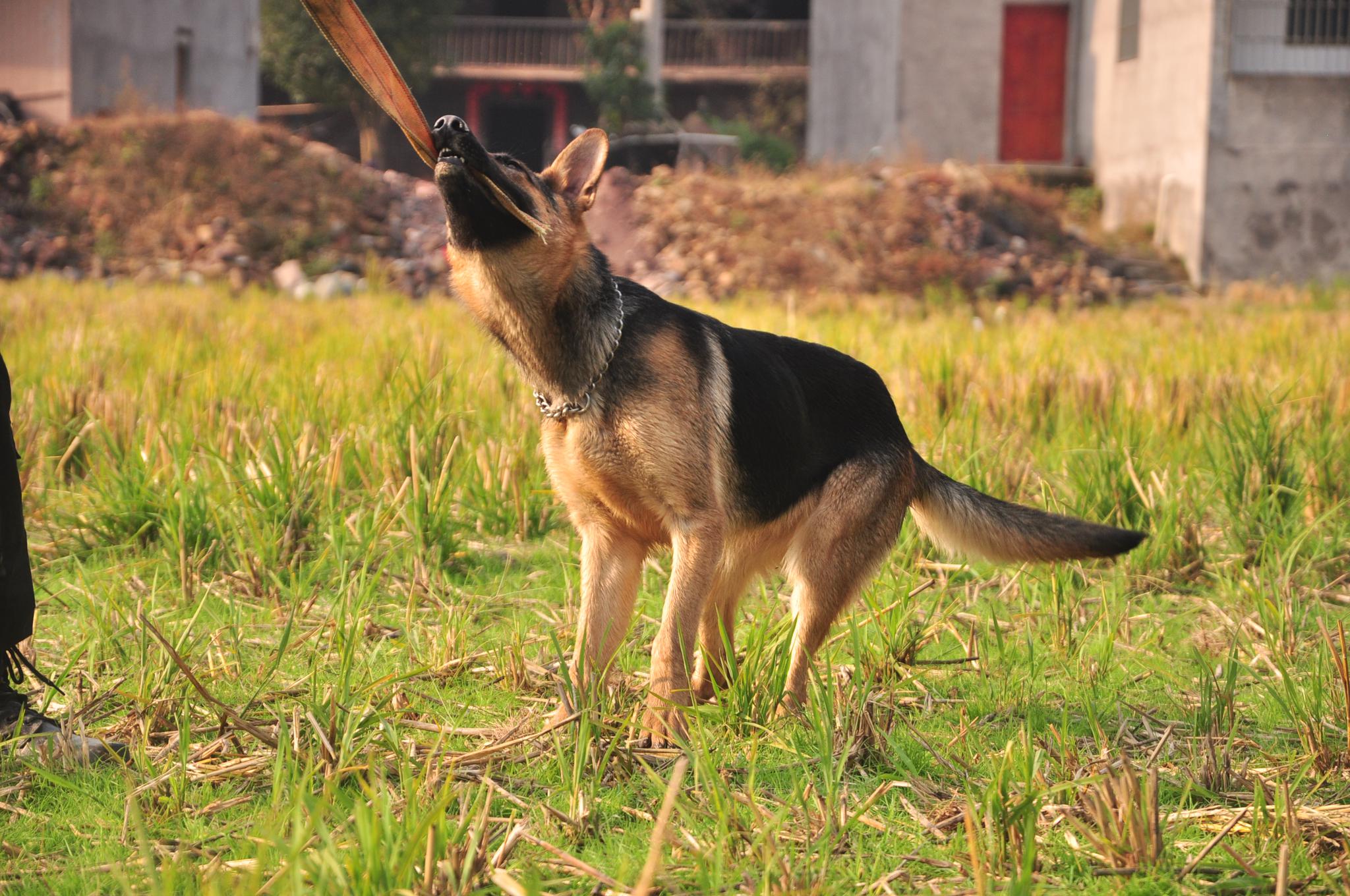 趴蹄的小德牧开始恢复了,新任铲屎官功劳大,给新主人赞一个__财经头条