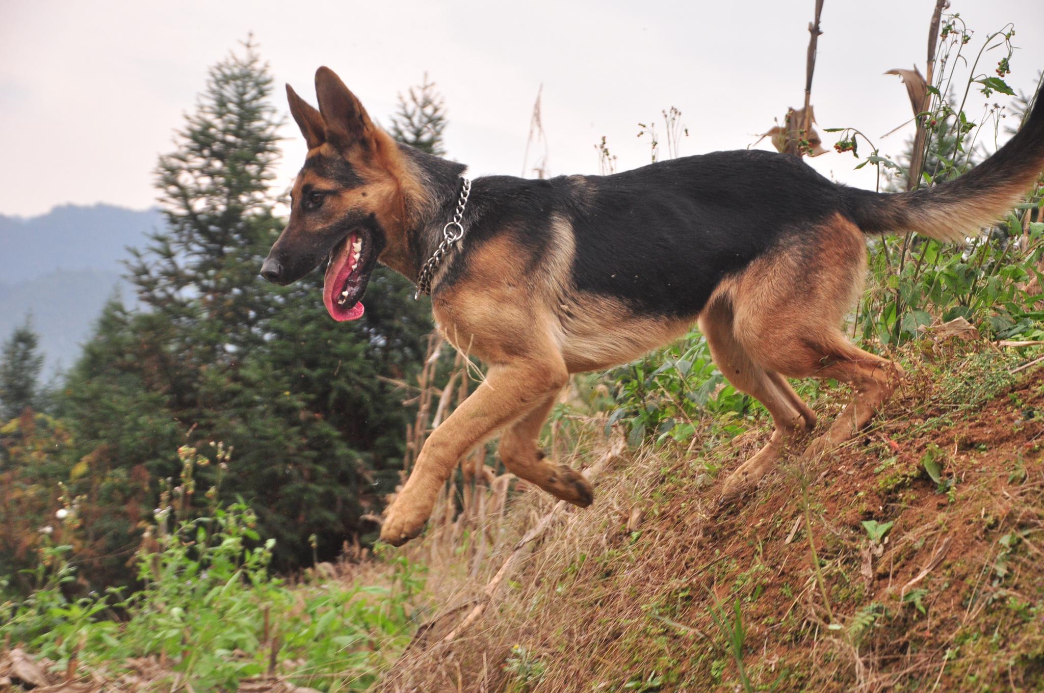 小伙好不容易买到2条纯血统的昆明犬,这气质真是棒,好犬黑背