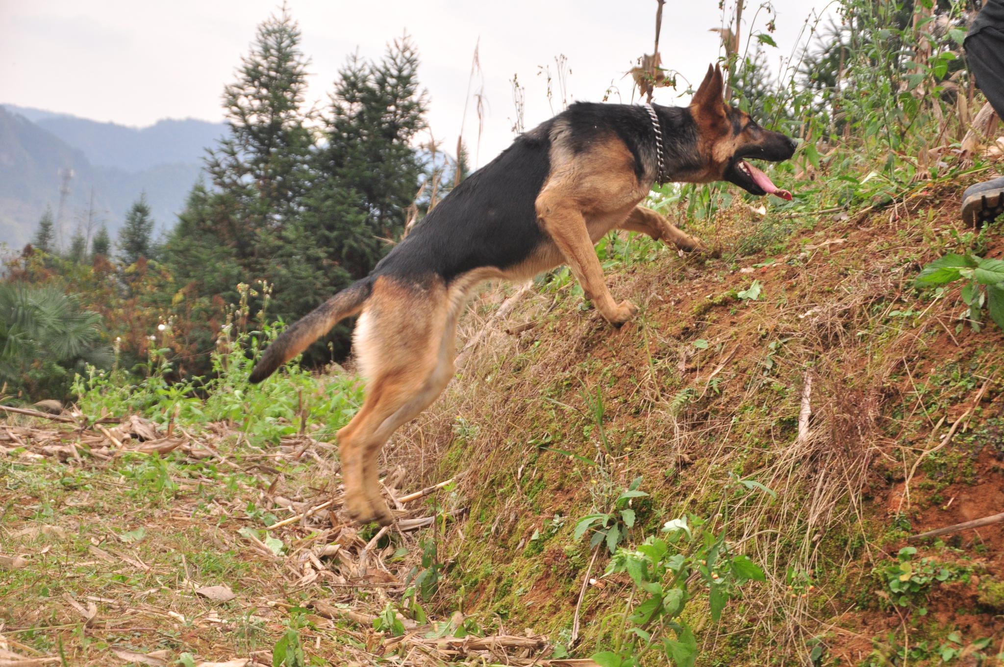 小伙好不容易买到2条纯血统的昆明犬,这气质真是棒,好犬黑背