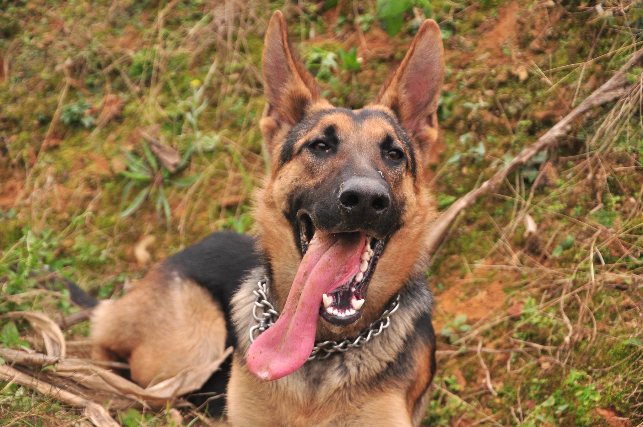 小伙好不容易买到2条纯血统的昆明犬,这气质真是棒,好犬黑背