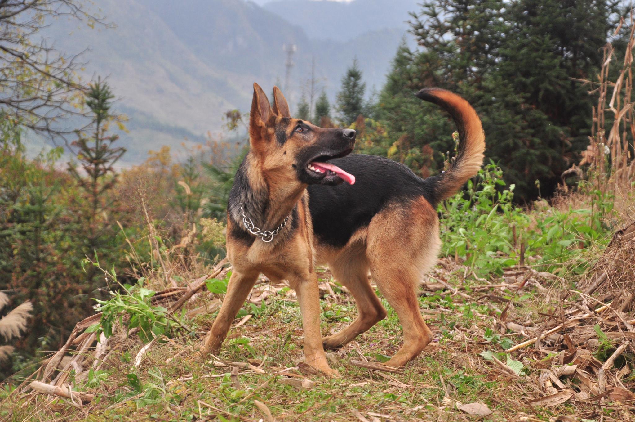 小伙好不容易买到2条纯血统的昆明犬,这气质真是棒,好犬黑背