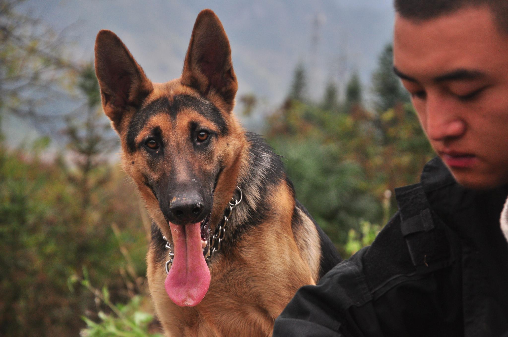 小伙好不容易买到2条纯血统的昆明犬,这气质真是棒,好犬黑背__财经