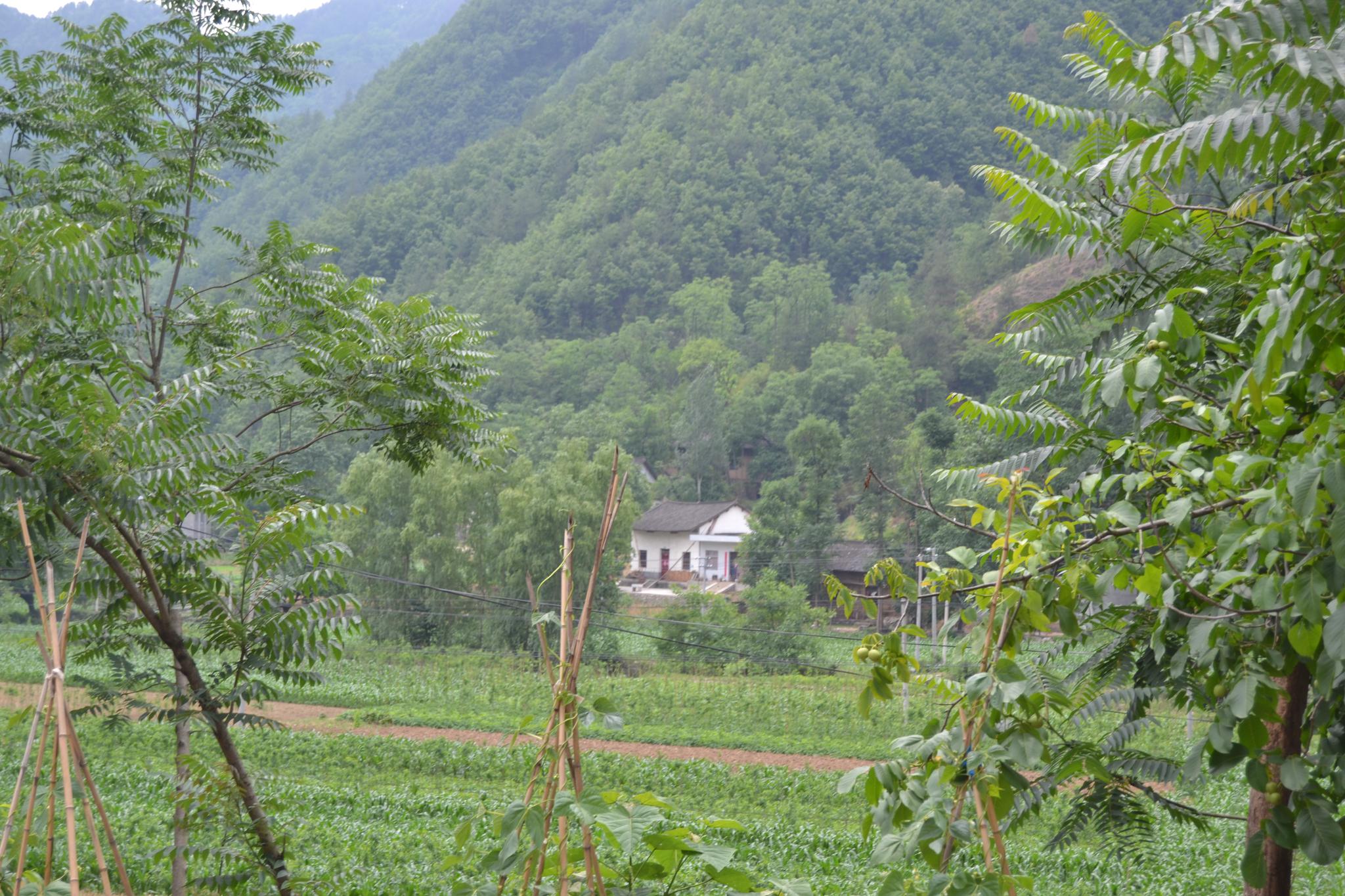 伍竹园因五中竹子和一户人得名,商洛农村老人才知道的民间故事