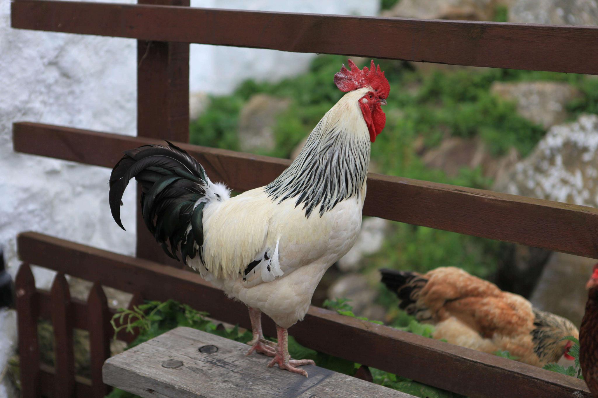 小公鸡|生蛋|小鸡_新浪新闻