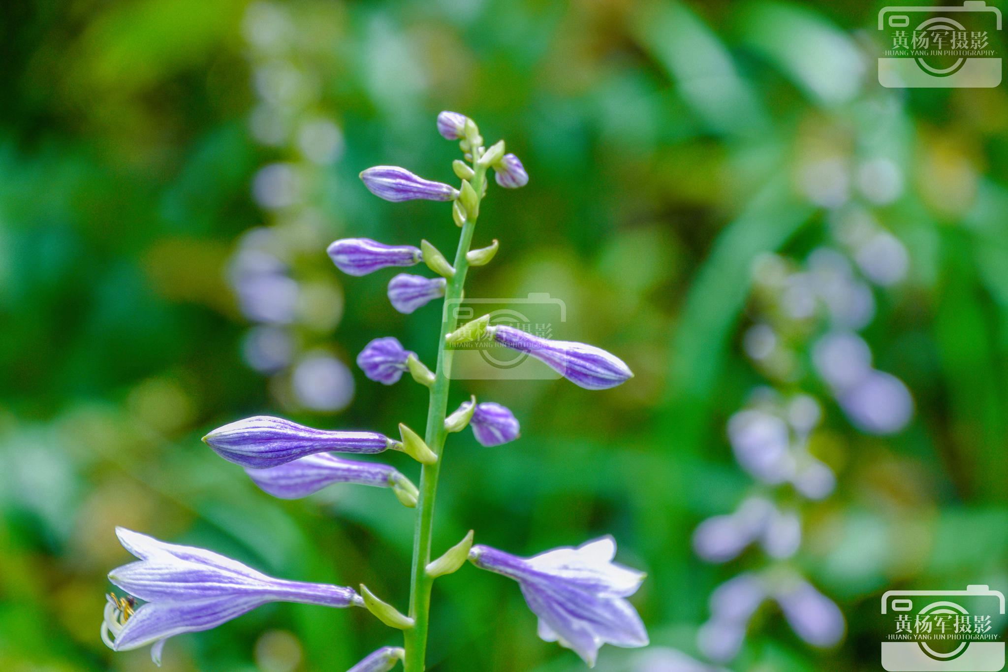遇见屏山高山草甸的紫萼花