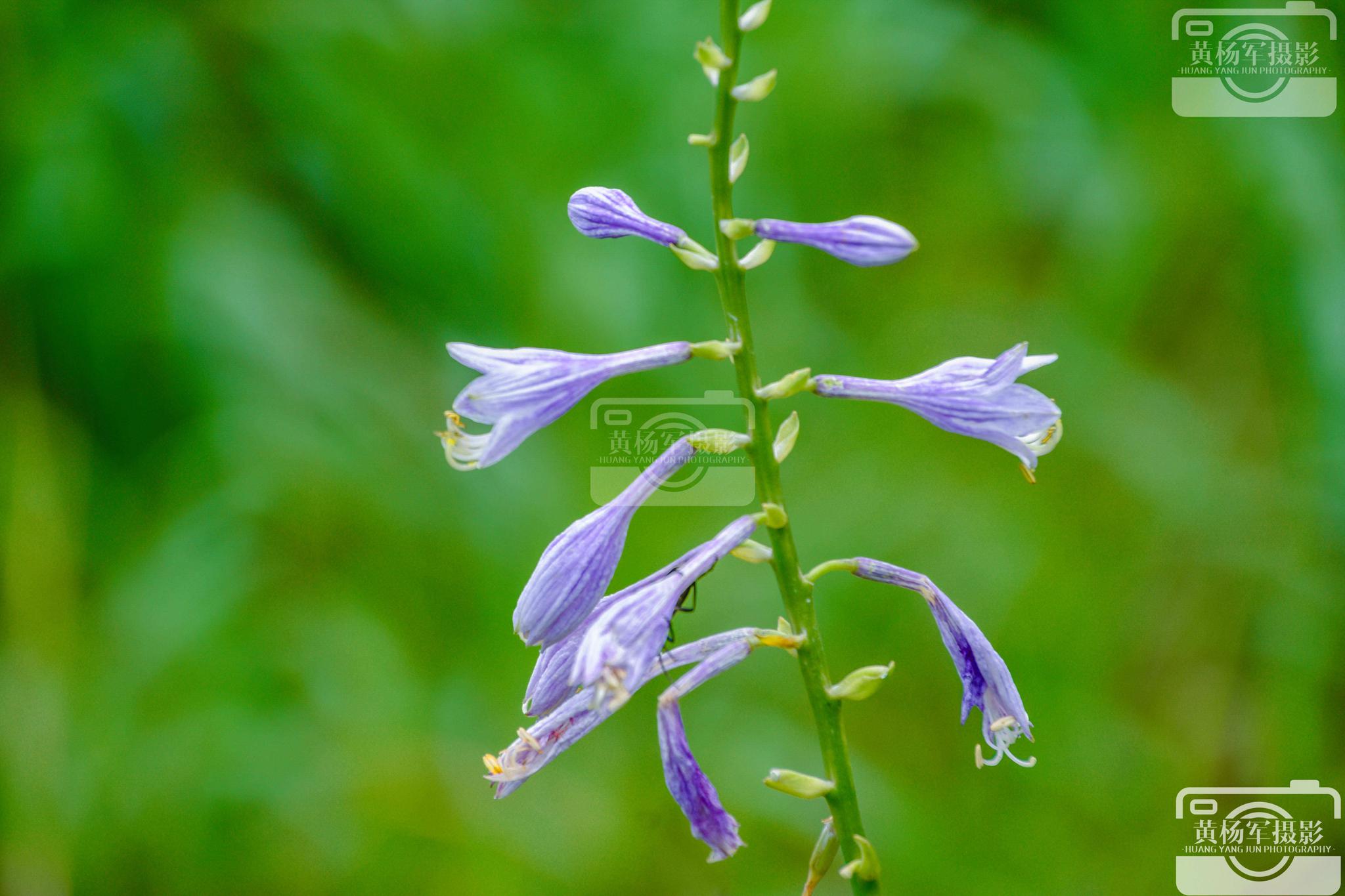 遇见屏山高山草甸的紫萼花