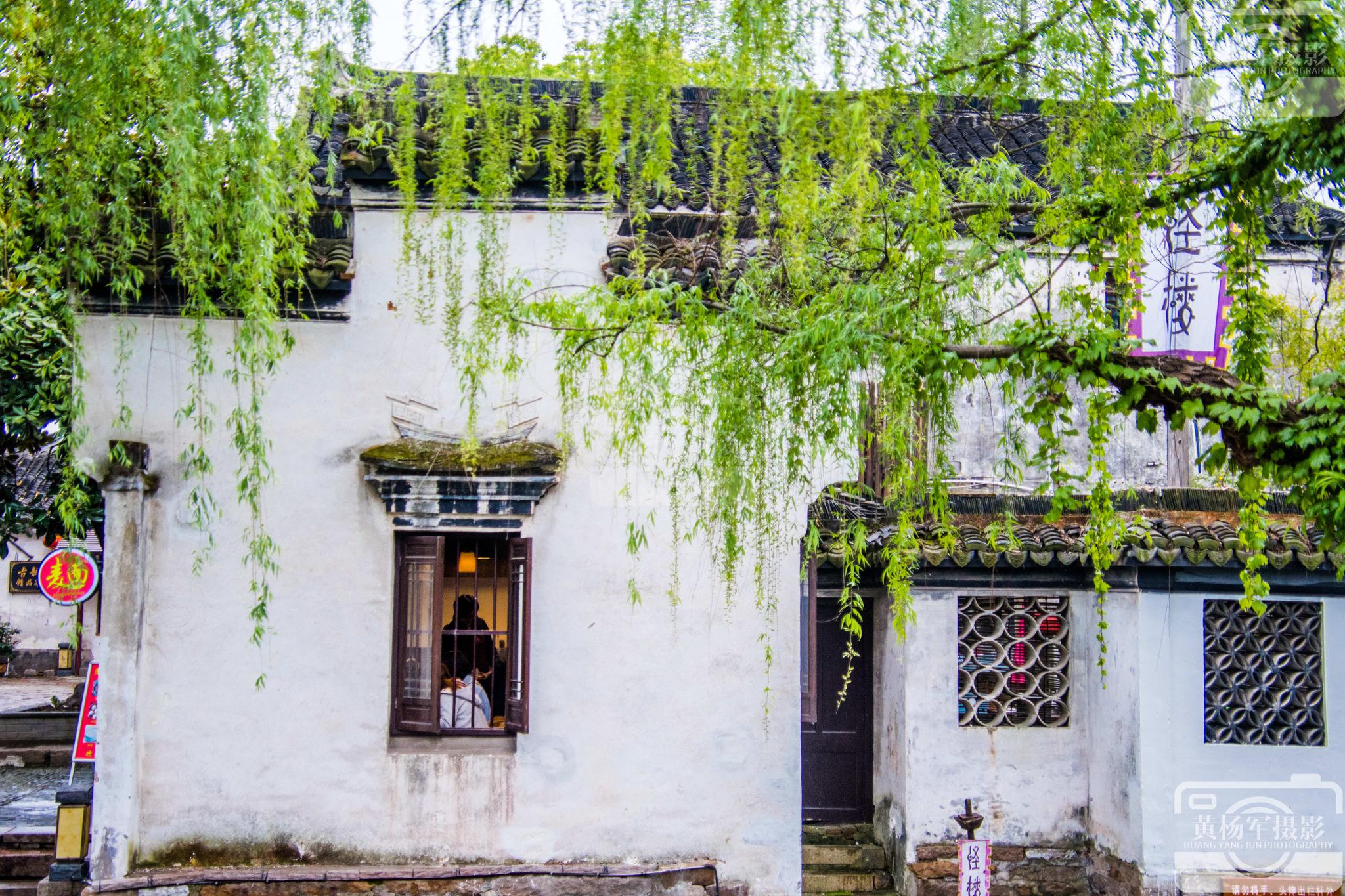 当嫩柳从树上垂下黑瓦白墙的老屋更是美丽如画.