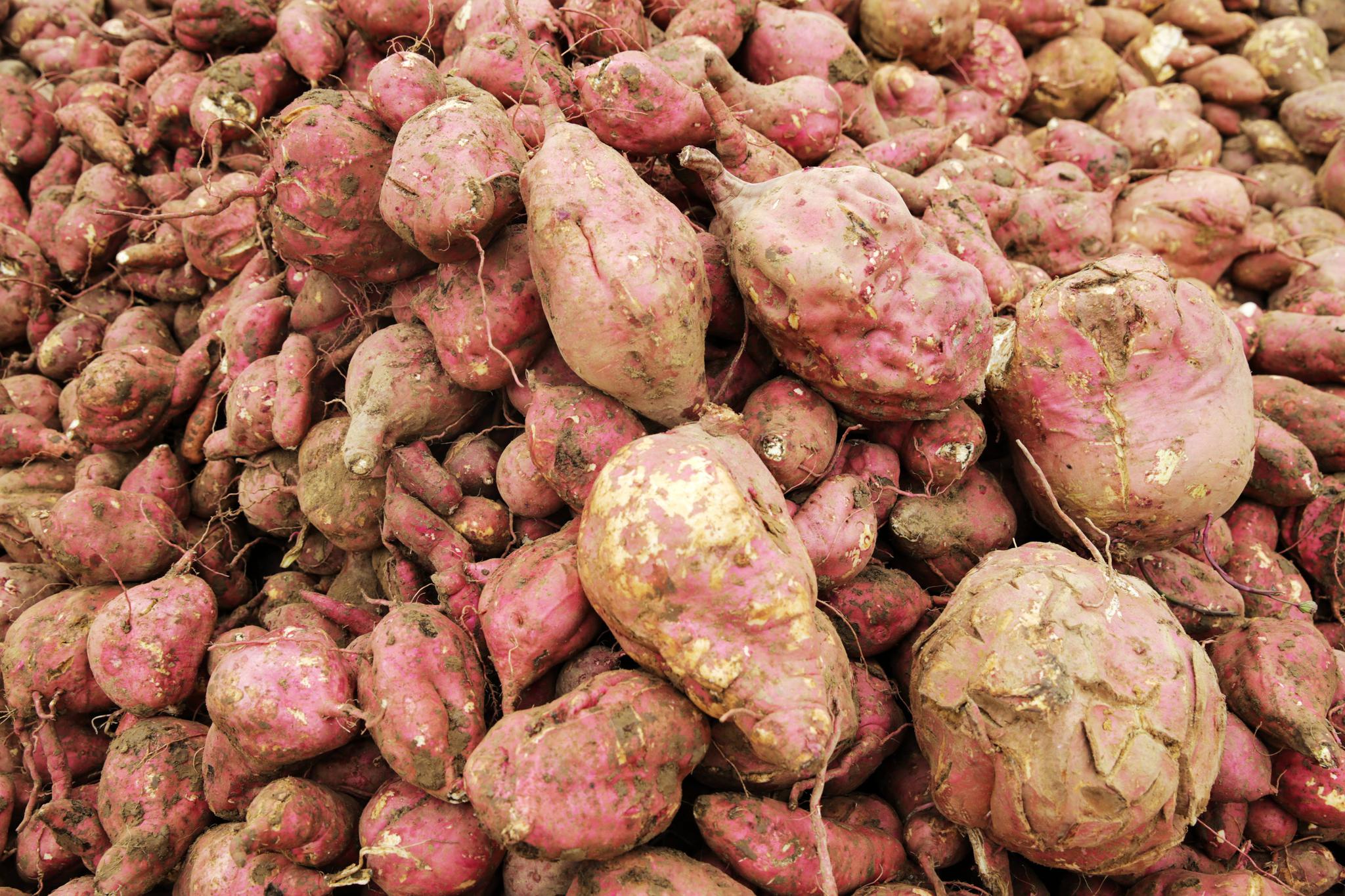 味美好食品,金坛上阮茂源薯业全力赶制纯红薯新粉丝