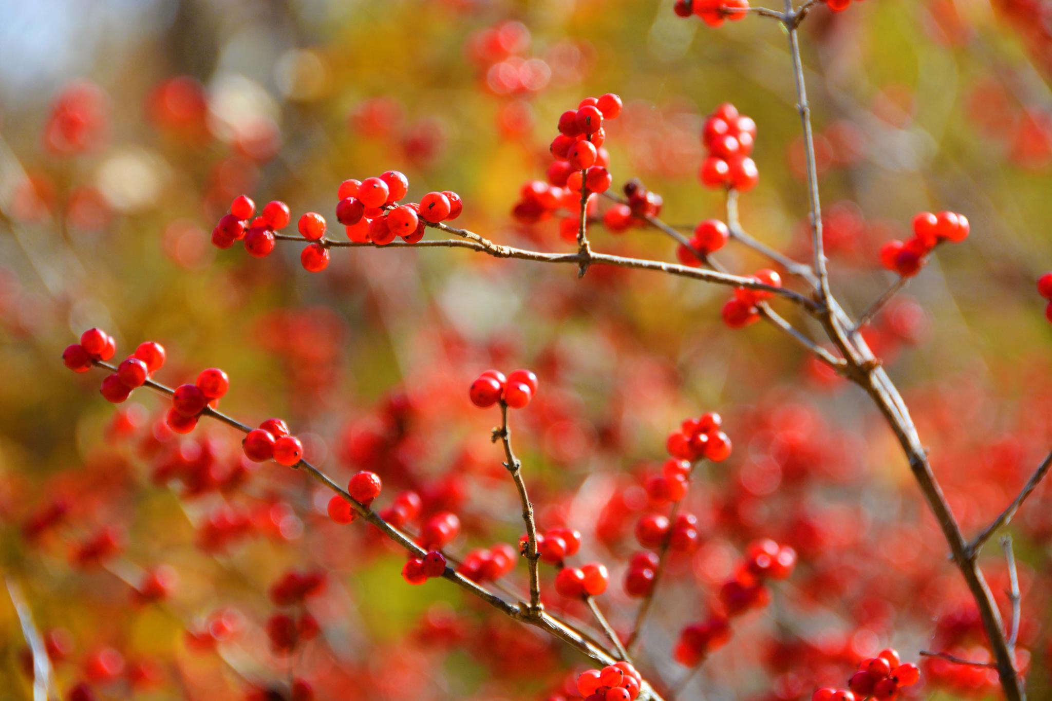 红红的忍冬果,原创拍摄