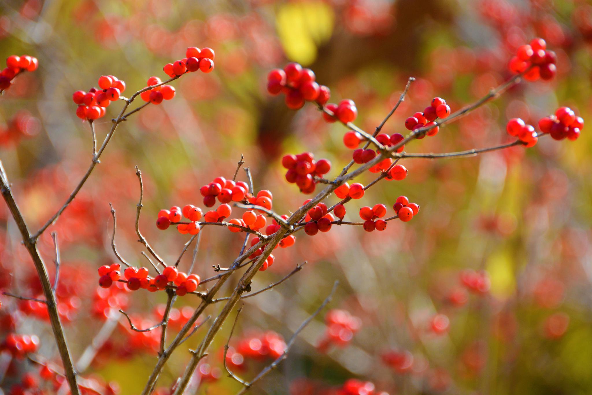 红红的忍冬果,原创拍摄
